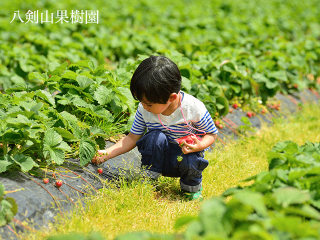 八剣山エリア（果樹園・ワイナリー）