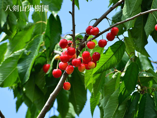 八剣山エリア（果樹園・ワイナリー）